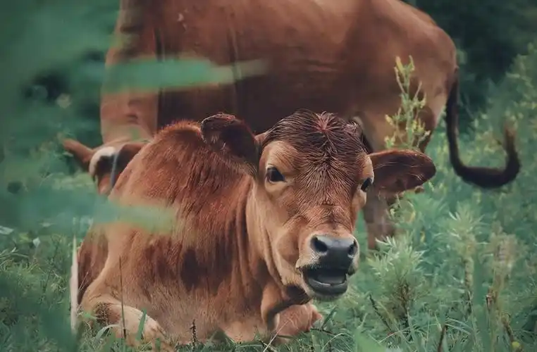 西沙东岛野牛来历不明专家从牛粪中找到答案牛和岛都是我国的