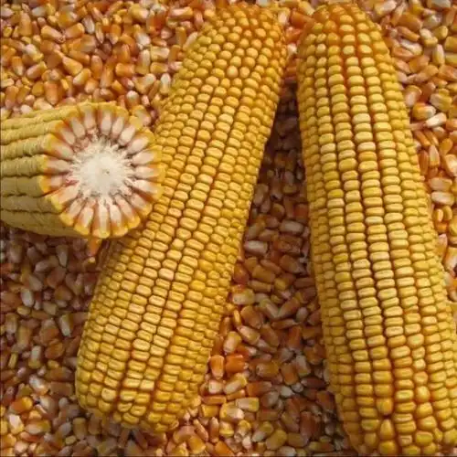 【买一送二】高产玉米种子批发红轴大棒矮杆超抗旱抗涝南北方播种