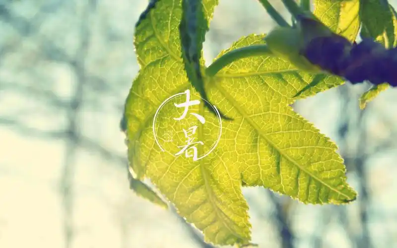 小清新大暑电脑壁纸图片高清