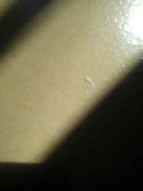 有大神认识这种蠕动的时候可长可短的白色虫吗,不仔细看像挤出来的