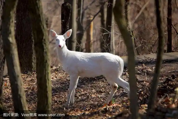 白化白尾鹿鹿