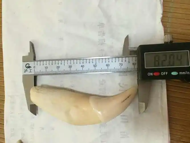 谁知道可以帮我看看,那个是正品老虎牙