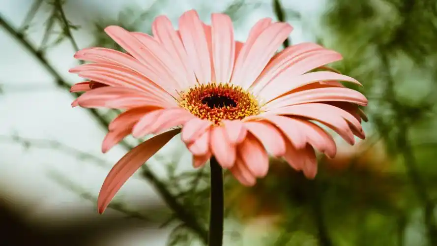 精选唯美非洲菊花卉图片桌面壁纸