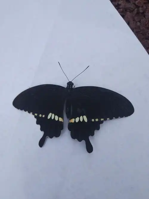 接二连三抓捕到的黑凤蝶