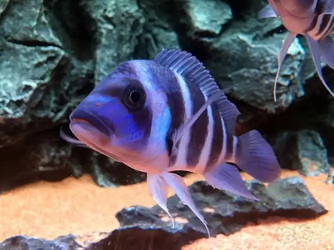 三湖慈鲷三湖新手请多指教