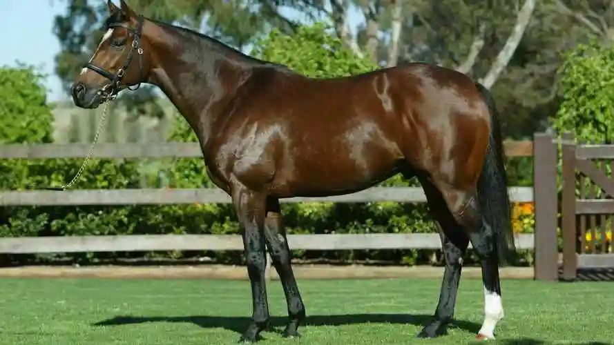 马的下面长什么样(马国营小学长什么样)-情感知识库-动动脑