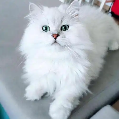 波斯猫多少钱一只