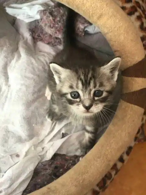 我从58上看见几只英短猫和美短猫的串,300合适吗?