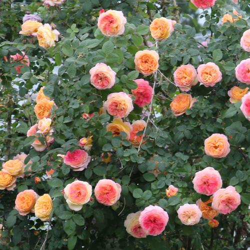 藤本詹森复色月季花苗大花浓香庭院爬藤蔷薇玫瑰花多季开花卉植物