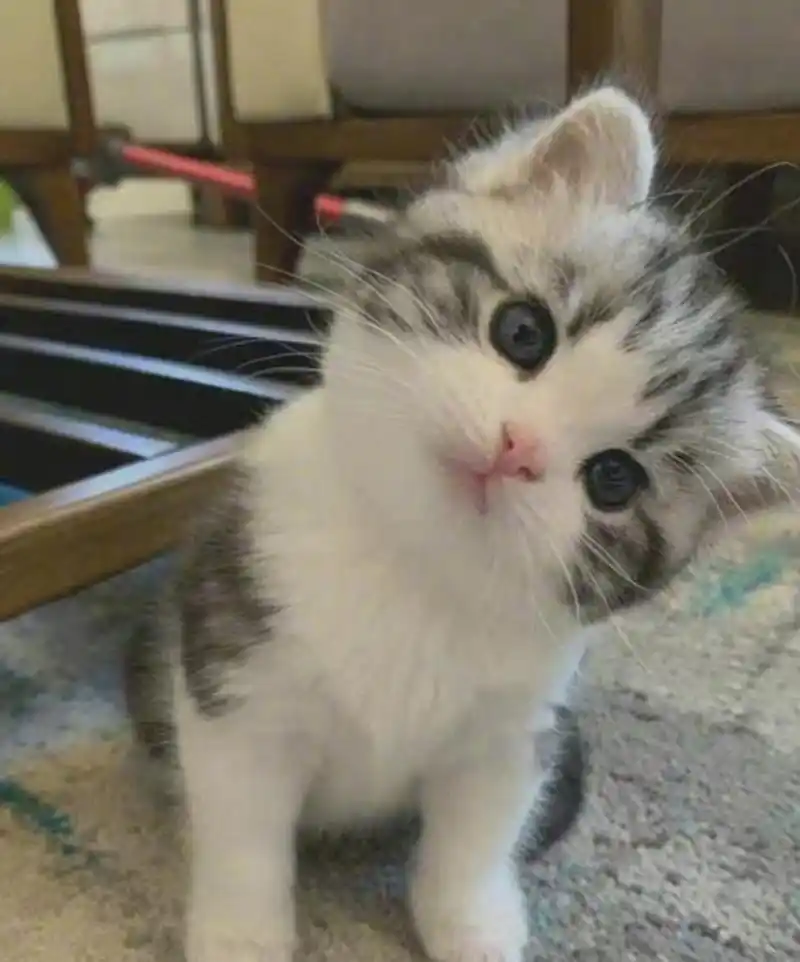 这小猫咪的歪头杀不知道迷倒了多少人!