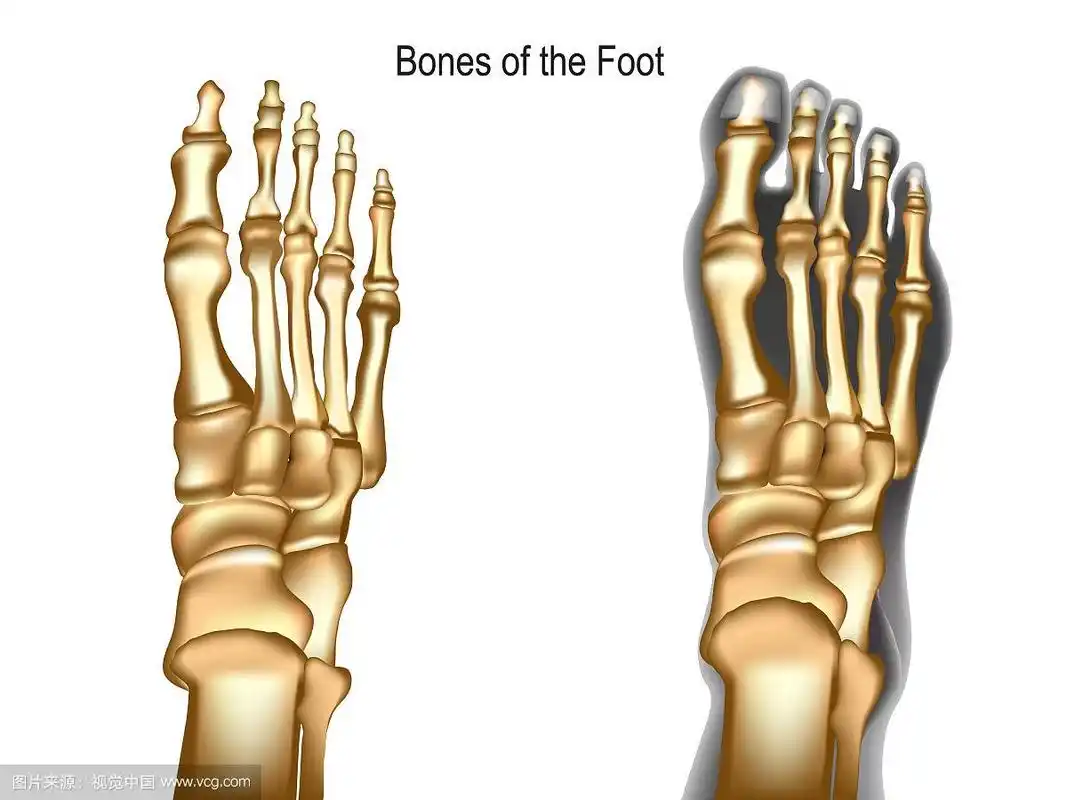 脚的骨头