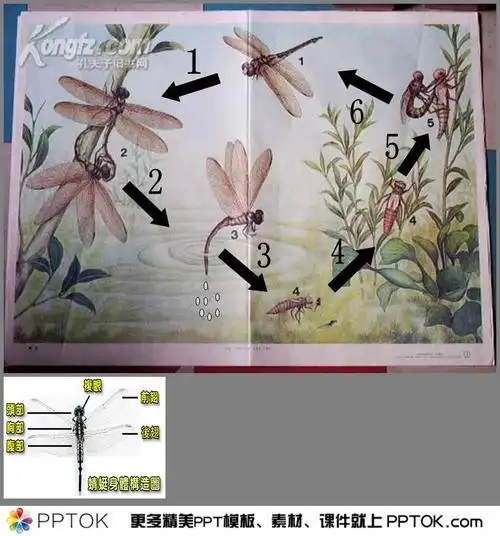 幼儿园中班科学蜻蜓ppt课件