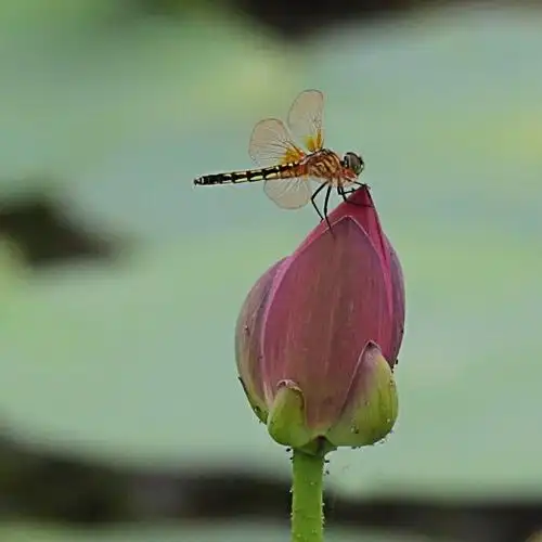 其它 蜻蜓立荷上 写美篇当下已进入仲夏时节,荷花开满池塘,蜻蜓依然