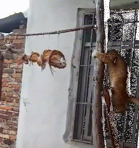 爆笑gif:搞笑动物大集合,憋笑大挑战