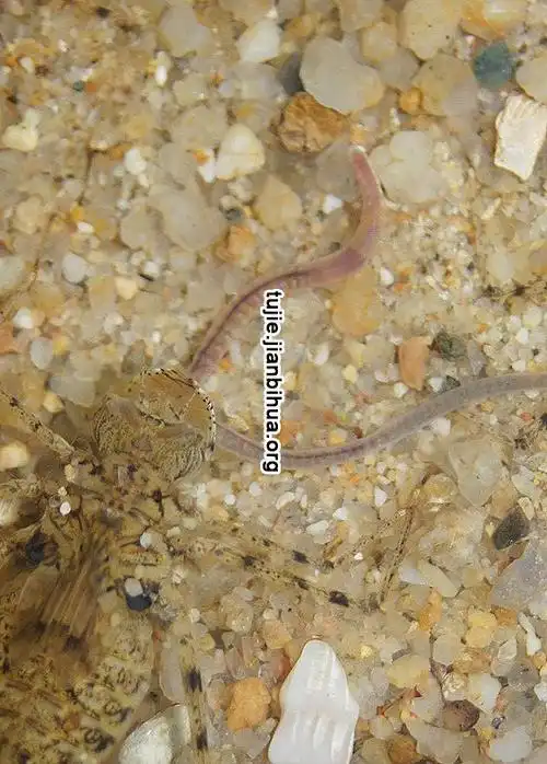 图解蜻蜓的孵化过程