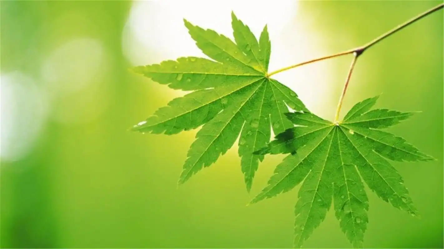 小清新绿叶绿色护眼电脑高清壁纸下载