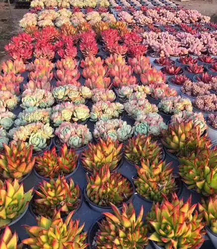 稀有巨型老桩多肉超大40颗一箱按斤卖肉植物多肉植物