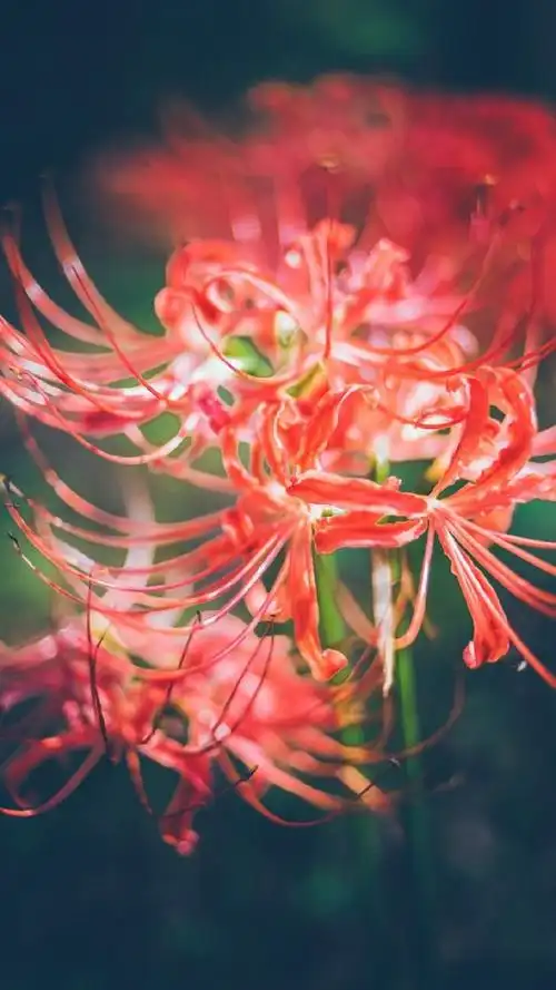 发现美图# 一组彼岸花曼珠沙华壁纸