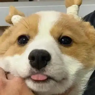 沙雕又不失优雅的头像