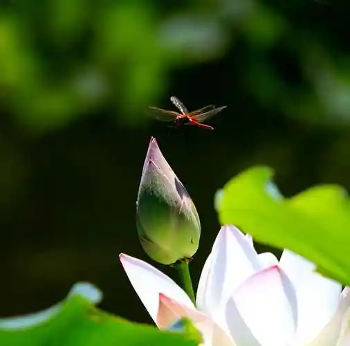 [图片]初秋的红蜻蜓