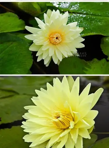 直销 台湾纯正品种 鲜切花 可泡茶 食用 礼佛  花大:九品香莲花朵硕大