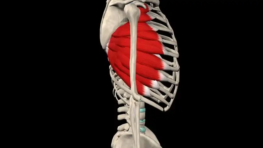 你的上身体态可能都与前锯肌有关