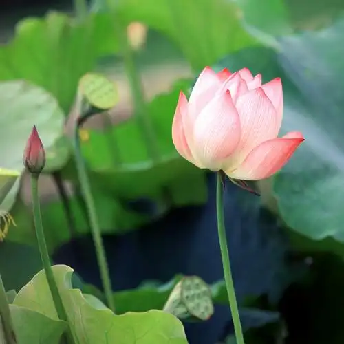 夏日荷花图片鲜花花朵花卉莲花荷花