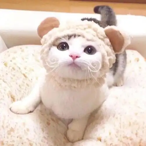 又萌又可爱的猫咪头像,你肯定会喜欢