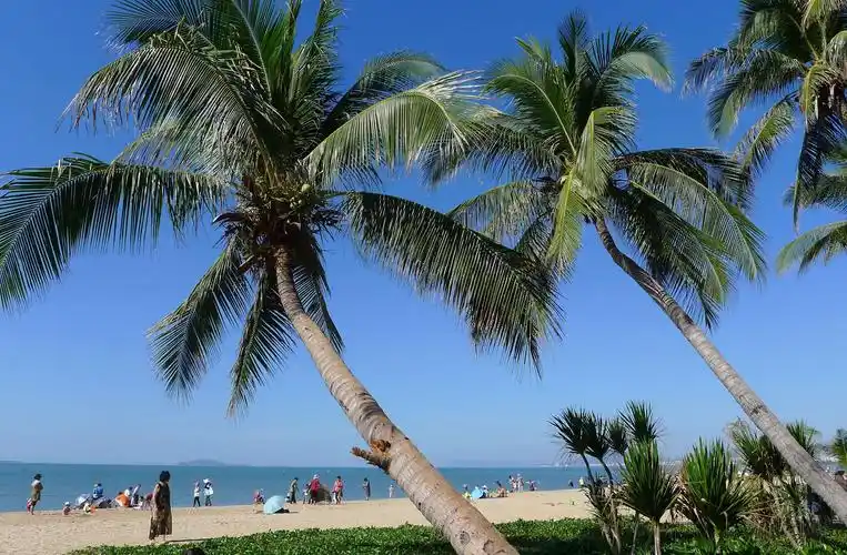 大海椰树,美丽海岛永远的主旋律.