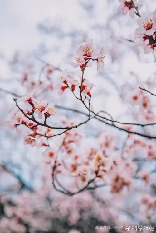 #林芝桃花节##记录旅行##春游季#