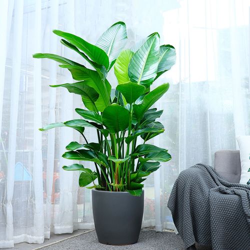天堂鸟盆栽网红绿植室内客厅大型植物鹤望兰办公室清空气大叶盆景
