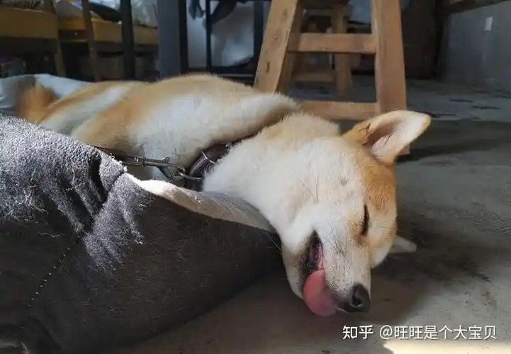 你还在苦恼选什么狗窝不要买这才是狗喜欢睡的地方