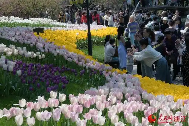 杭州:郁金香进入盛花期 美如春日油画|绽放|花展|太子湾公园_网易订阅