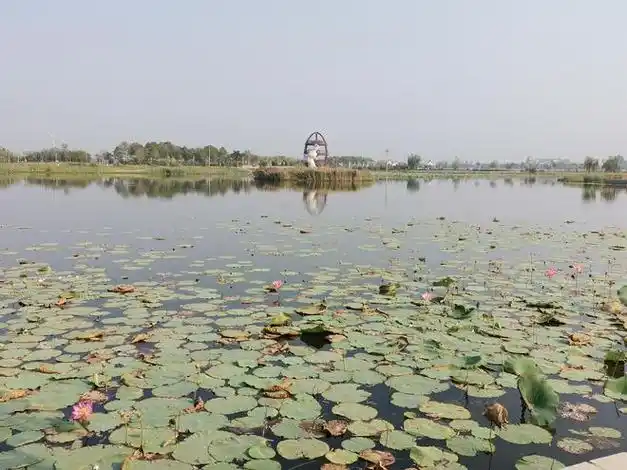 衡水滨湖新区让绿色生态名片越擦越亮|衡水湖|旅游_网易新闻