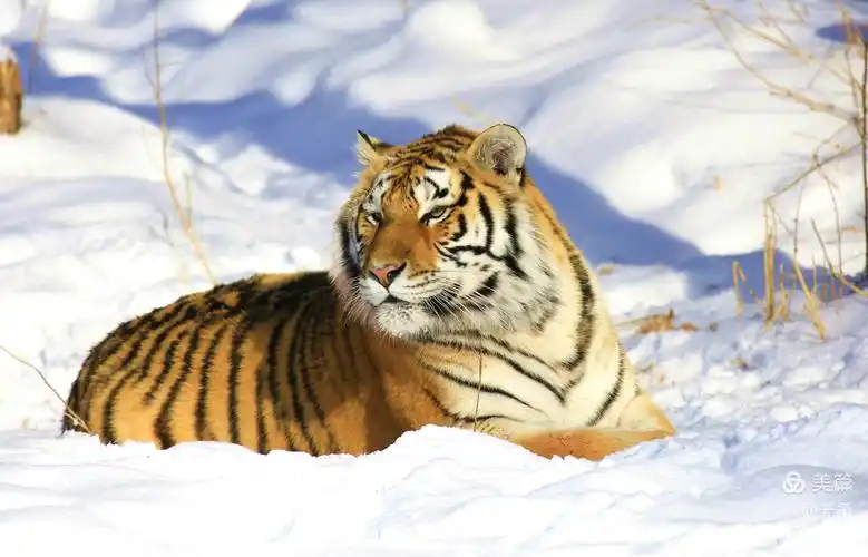 长白山虎园采风