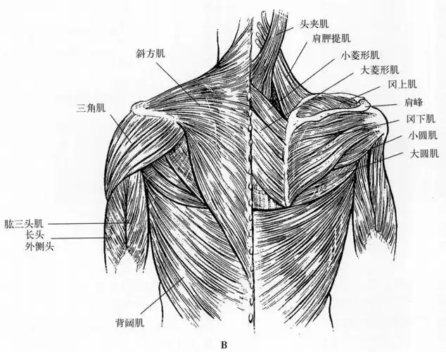 图8b肩部肌肉的浅层及深层背面观.