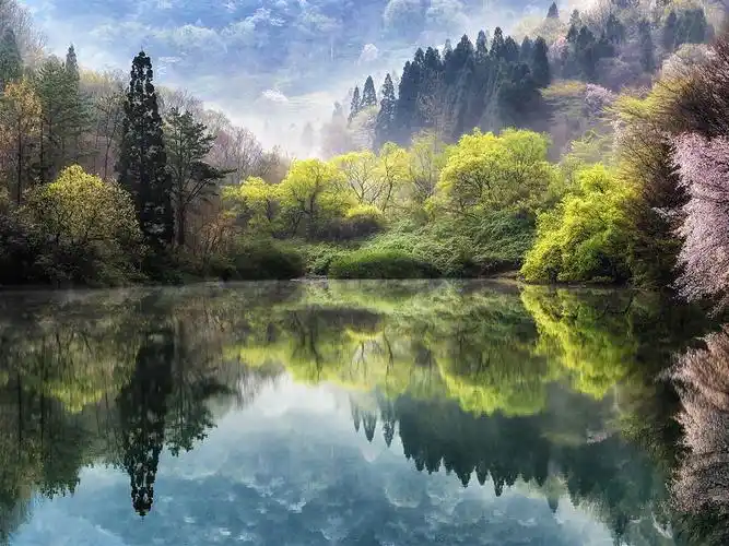 首页 自然和风景 湖 韩国,湖泊,树木,樱花,春天 壁纸 韩国,湖泊,树木