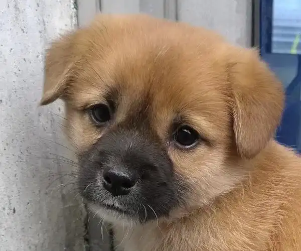 宠物日常#这么多年,我养过的狗狗们,没有什么名贵品种,除了3只泰迪