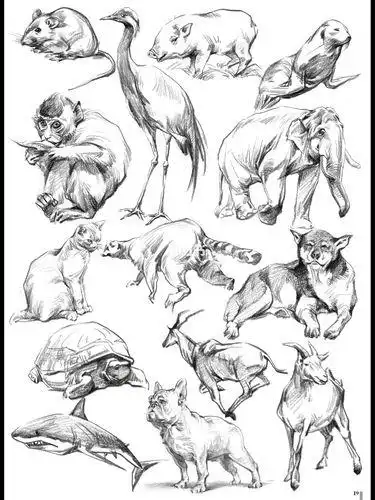 动物速写简笔画简笔画教程文化绘画