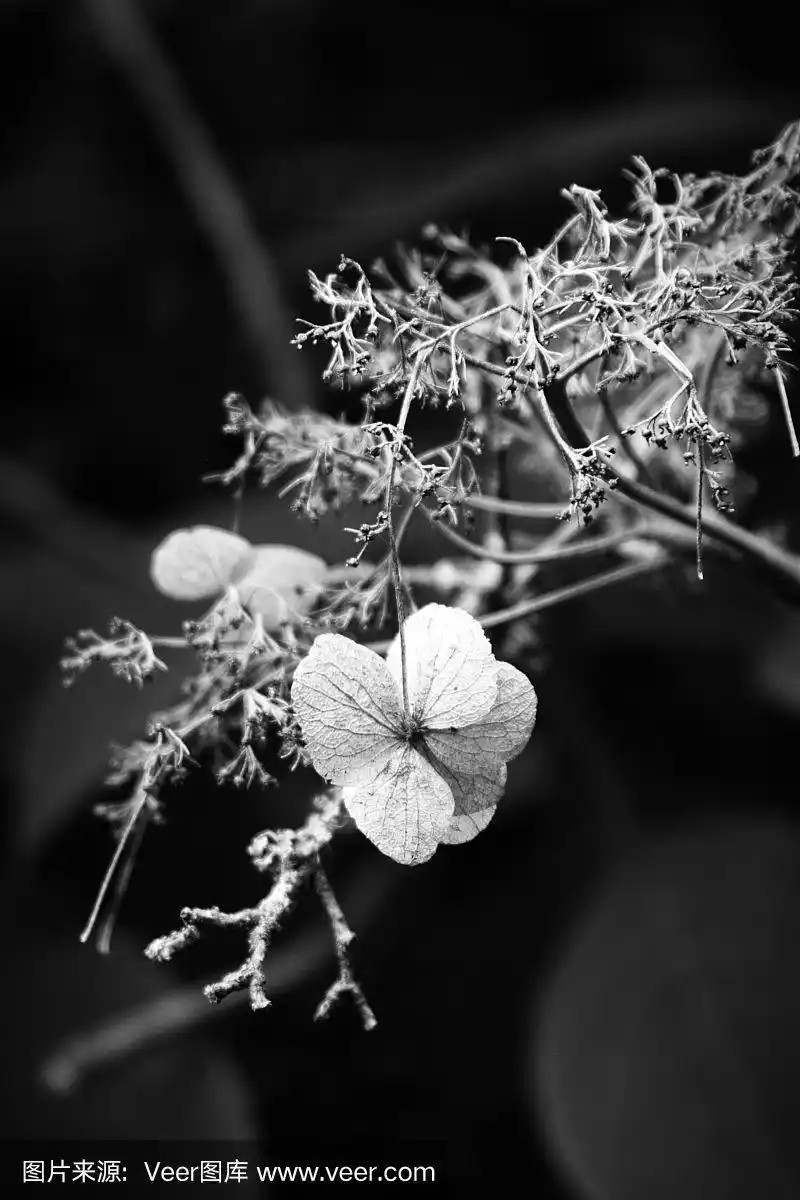 骷髅绣球花在树枝上,黑色和白色