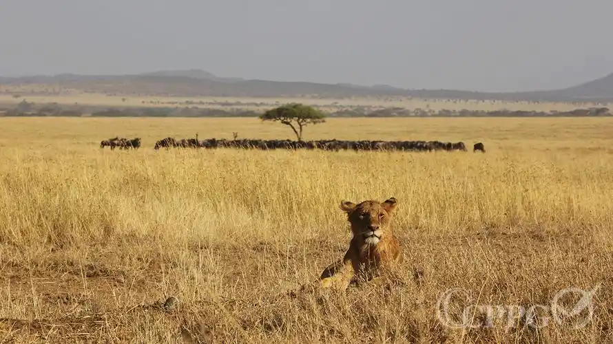 王者荣耀·狮子