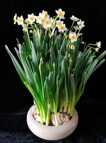 凌波仙子水仙花 - 美篇