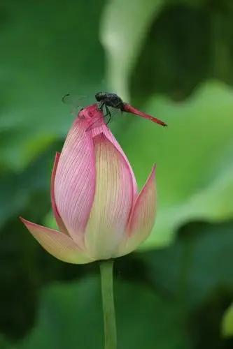 蜻蜓立在荷花上,受用香风不肯飞.