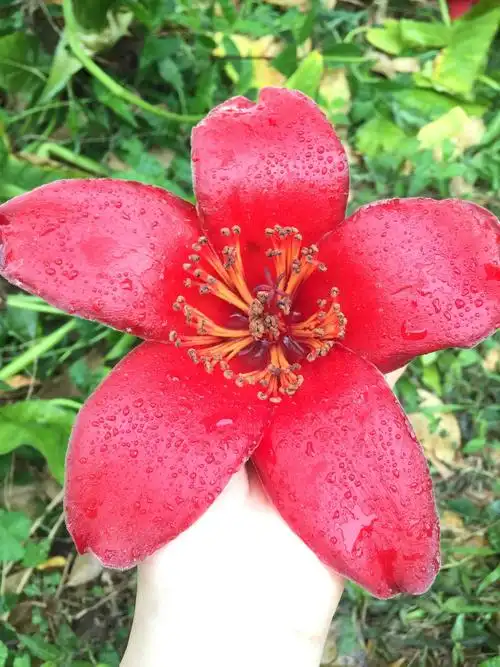 广州少儿图书馆内拾到的一朵雨后的木棉花.