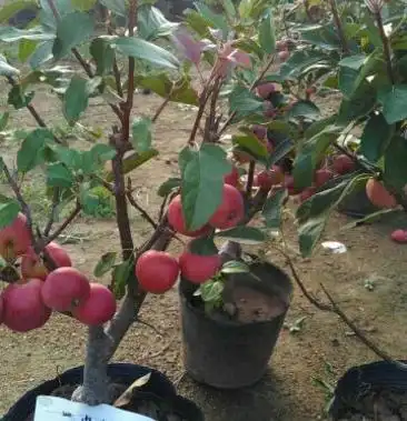 大量岀售5至10公个粗的贵人果海棠冬红果海棠北美糸列