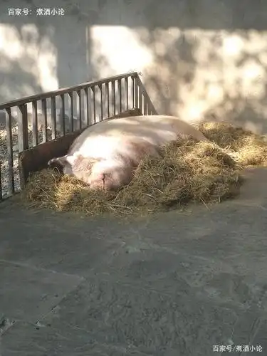 14岁的猪坚强已瘦骨嶙峋,现状让人心疼担心:年龄相当于百岁老人