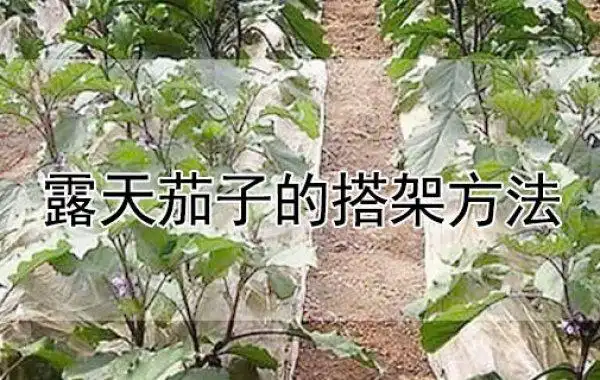 露天茄子的搭架方法 - 农业种植网