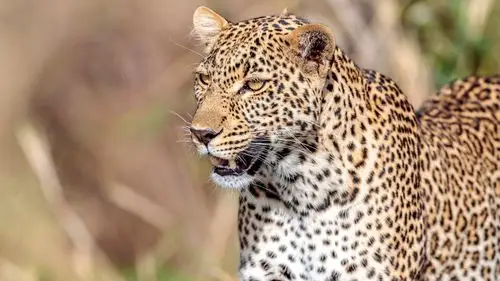 豹,野生动物,面部 iphone 桌布