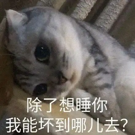 表情包|坏心眼 小猫咪 小狗勾 小乌龟 胖达 能有什么坏心眼