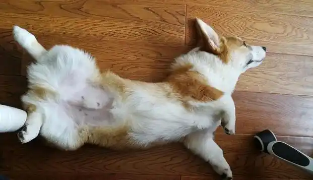 在很多主人看来,狗狗对你露出小肚子,就是表达喜欢你的意思.